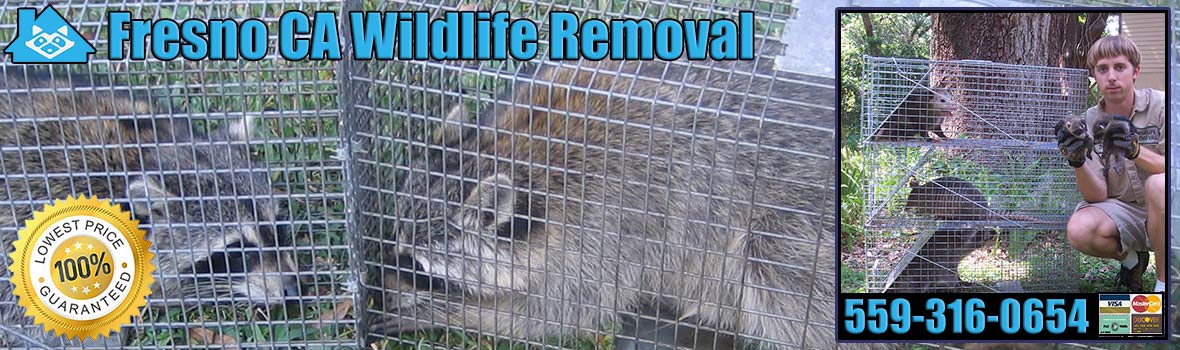 Fresno
 Wildlife and Animal Removal